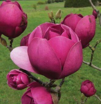 Magnolija 'Black Tulip'